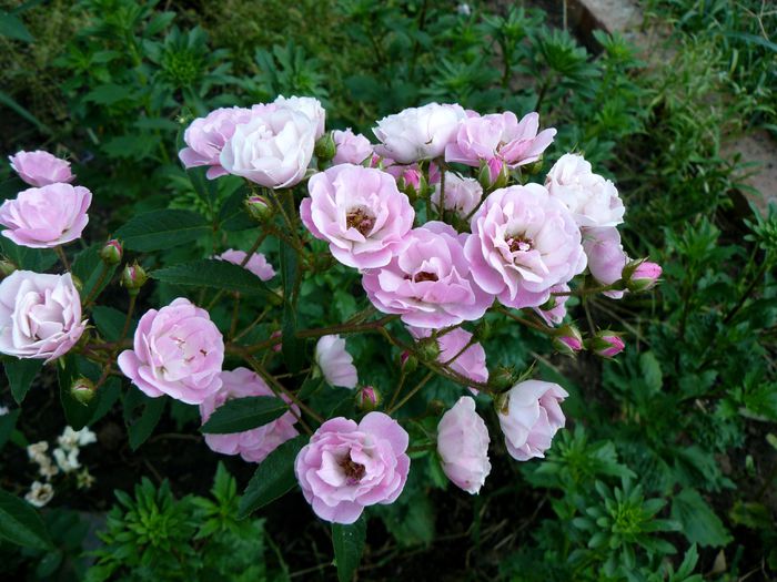 Heavenly Pink - Lens