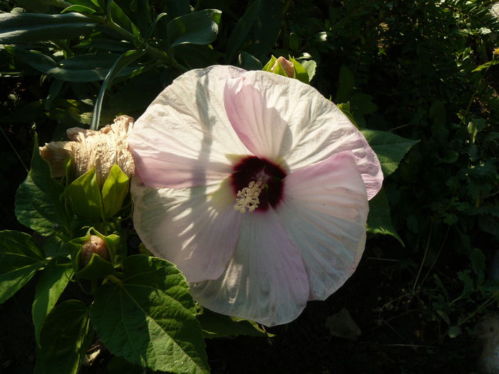 Hibiscus alb Plant Shop - Gradina rozelor Iulie 2015