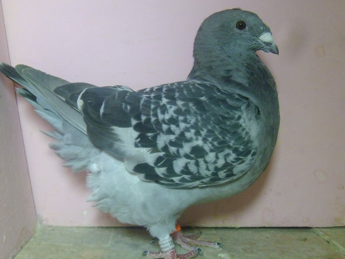REZERVATA