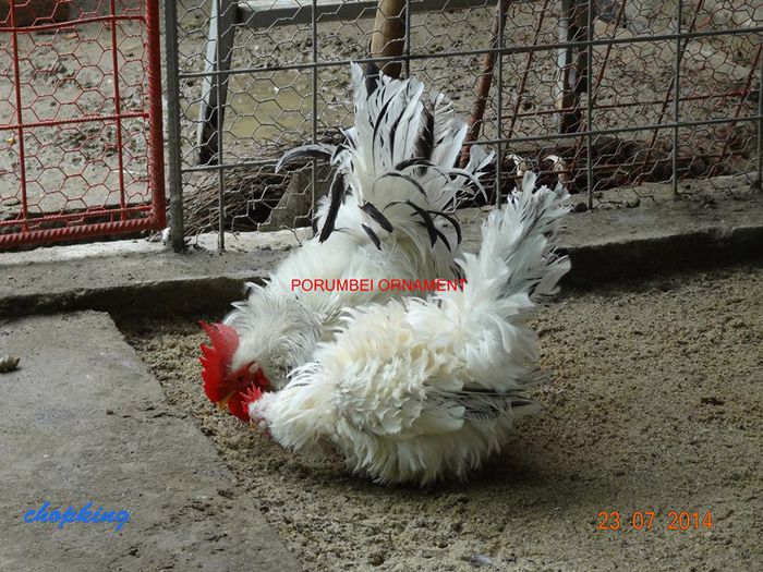 1907398_901301273217649_3573604409297649444_n