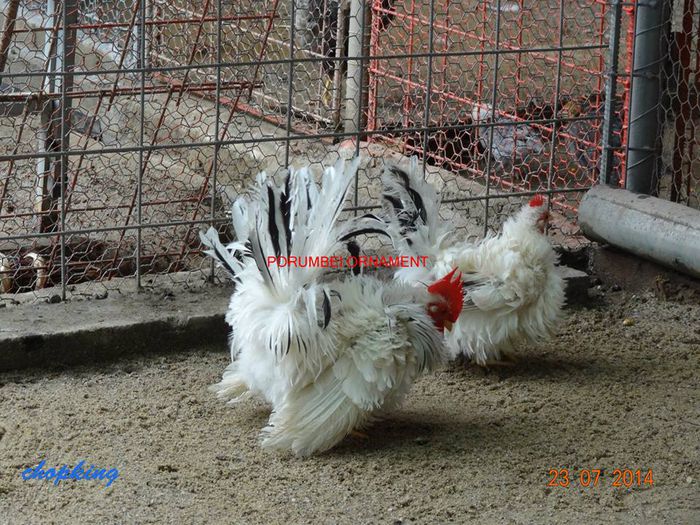 10574470_901301343217642_9144100728124050247_n