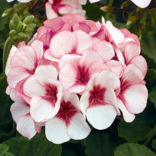 Geraniums_Pelargonium_Hortorum_Maverick_TM_Star-1.medium - Muscate Deosebite