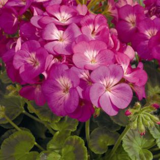 Geraniums_Pelargonium_Hortorum_Multibloom_TM_Orchid-1.medium - Muscate Deosebite