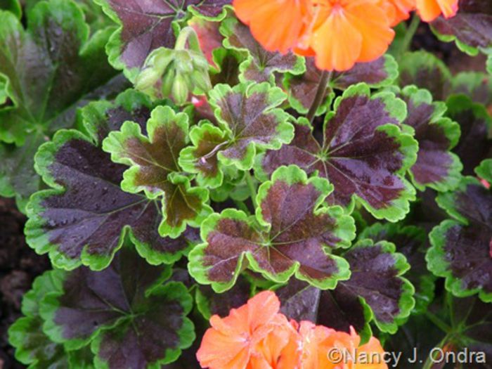 Pelargonium-Black-Velvet-Scarlet-mid-Aug-05_thumb