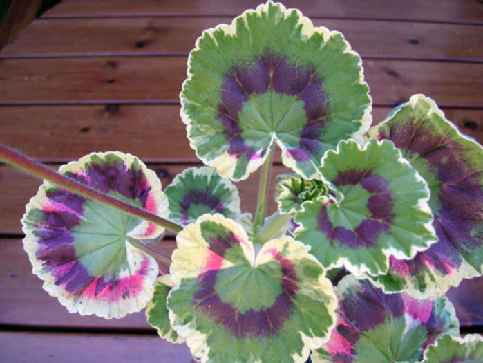 pelargoniumpinkdolly1