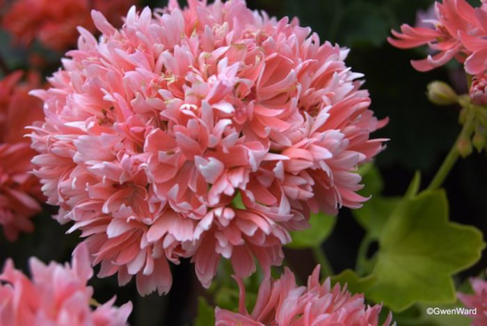 Rushmoor-Golden-Ruffles-Geranium-PerfectPelargoniums