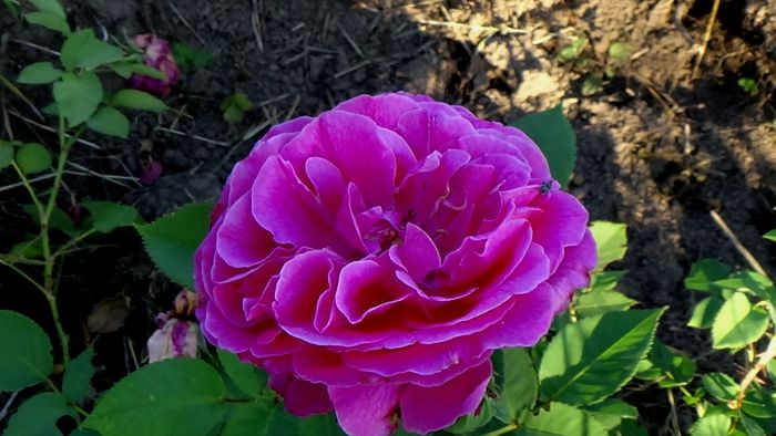 Duc de Crillon (3)