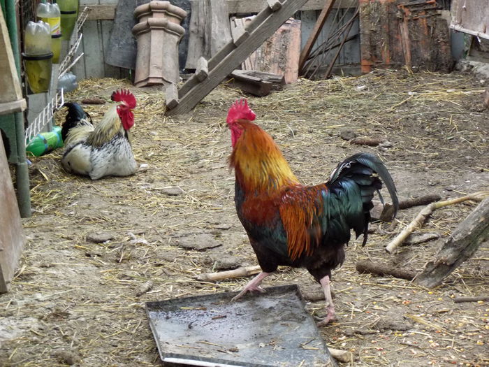 DSCF2861 cocosi prasila 2015