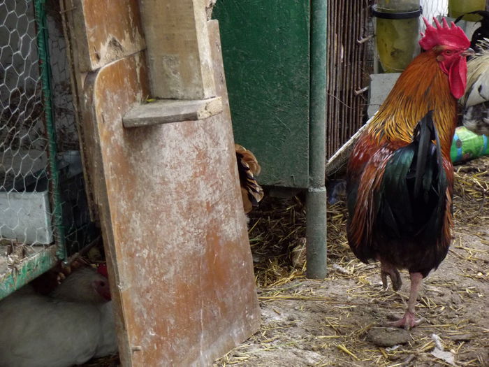 DSCF2863 cocosul rosu prasila 2015