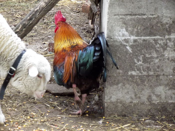 DSCF2876 cocos rosu prasila 2015 (1)