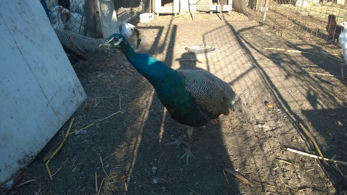 WP_20150721_007 - Paunii mei