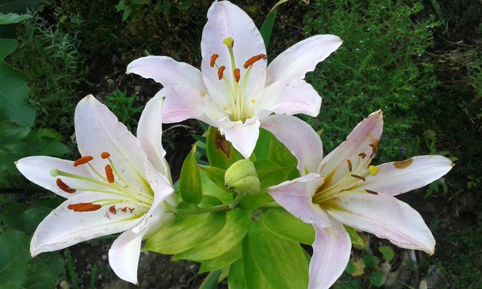 002 - dragostea  de natura