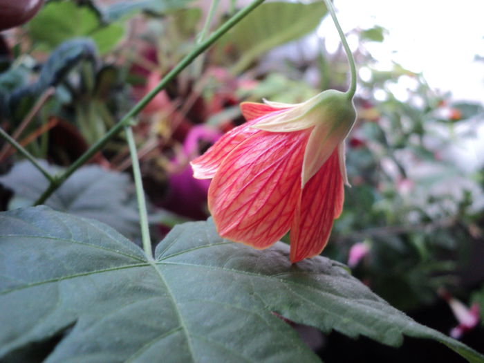 DSC08805 - Abutilon