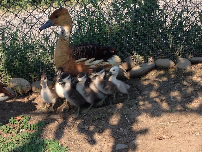 image - Gisca Fluieratoare Galbena