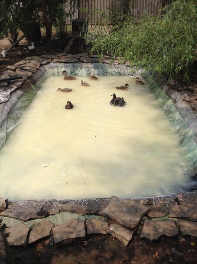 Apa cu putin var ptr dezinfectie - RATE EXOTICE-exotic ducks