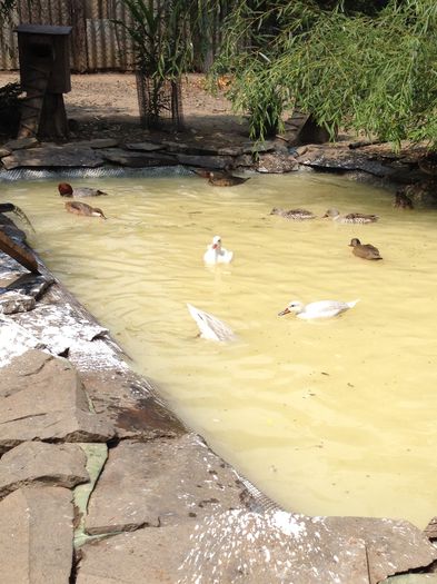 Aproape plin - RATE EXOTICE-exotic ducks