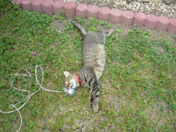 caldura maaaare ! - pisicuta alpinista