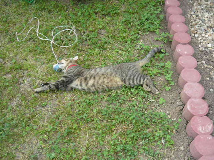 "lesinata" de canicula - pisicuta alpinista