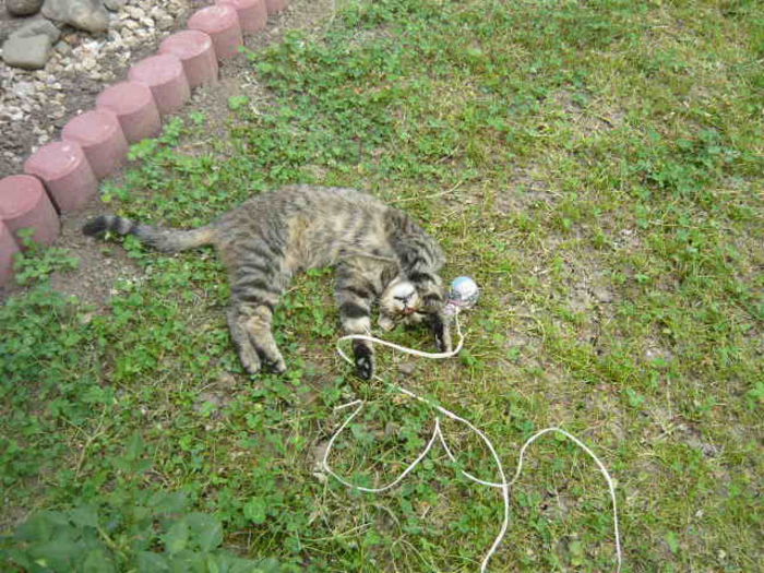 P1020774 - pisicuta alpinista