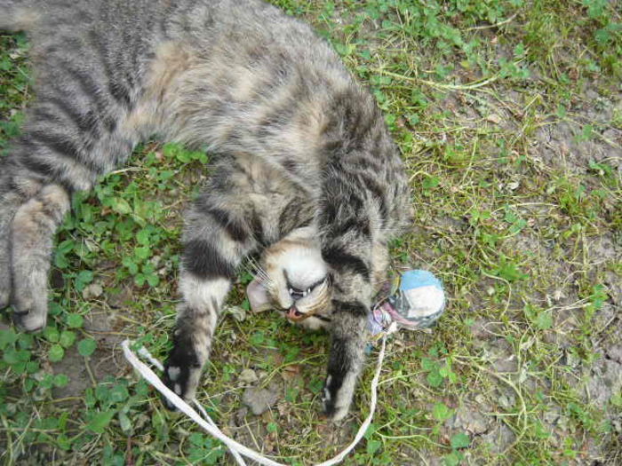 P1020775 - pisicuta alpinista