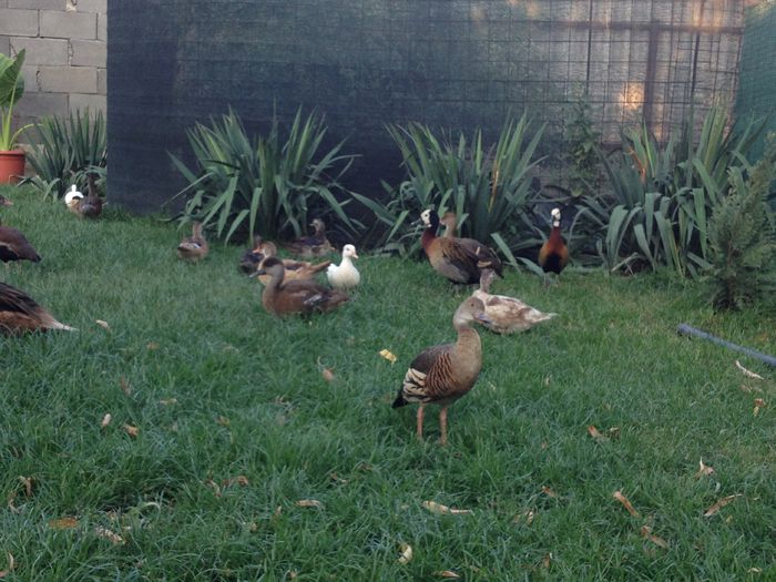 In curte la verdeata - RATE EXOTICE-exotic ducks