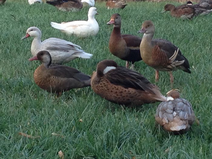 image - RATE EXOTICE-exotic ducks
