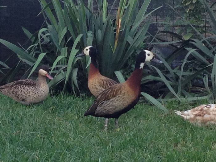 image - RATE EXOTICE-exotic ducks