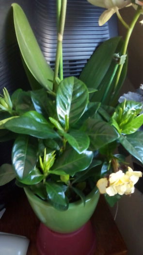 Gardenia, tot de la fetita mea :))) - Floricele primite de ziua mea