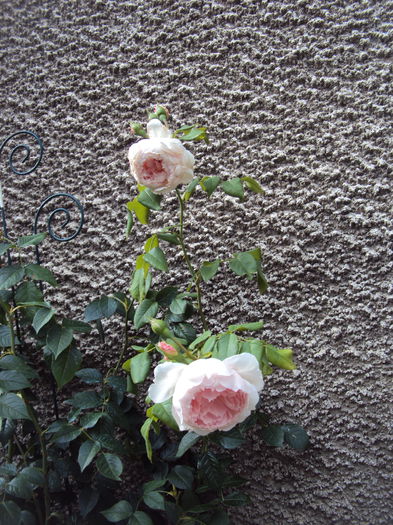 DSC01408 - The Wedgwood Rose