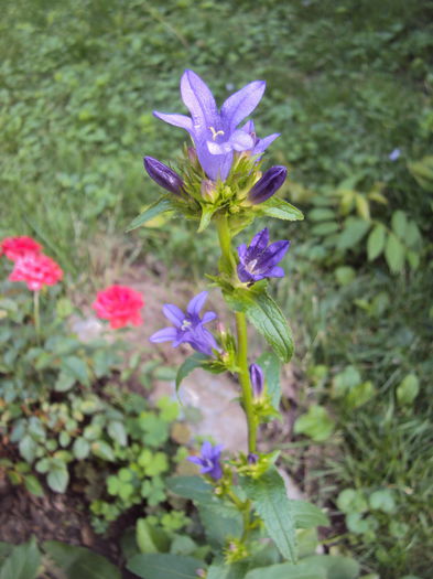 DSC01487