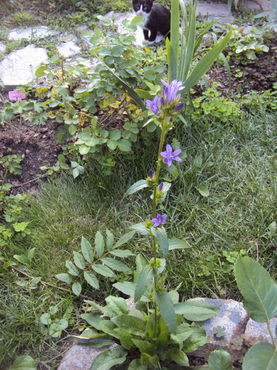 DSC01486 - 2015 Gradina