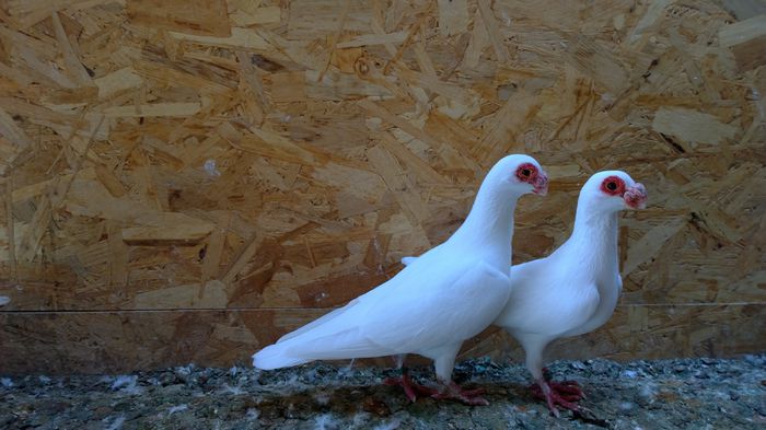 WP_20150726_11_45_10_Raw