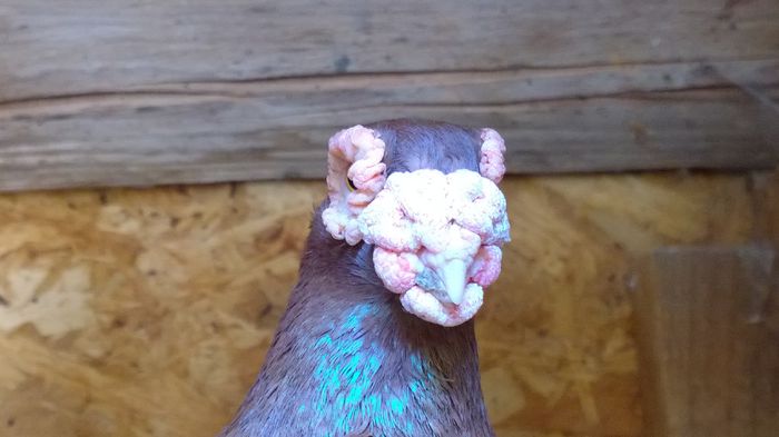 WP_20150726_11_47_13_Raw