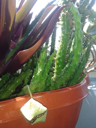 20150726_131323 - Stapelia variegata sau steaua serifului