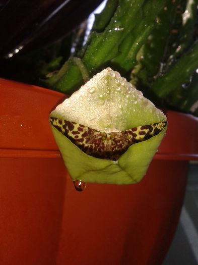 20150726_131248 - Stapelia variegata sau steaua serifului