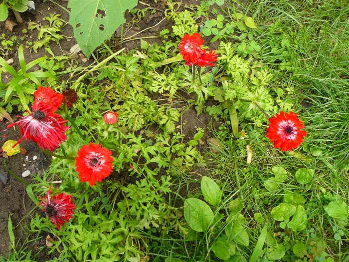 P1040074 - Clematite si alte plante din gradina 2015