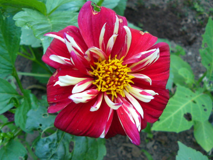 P1040099