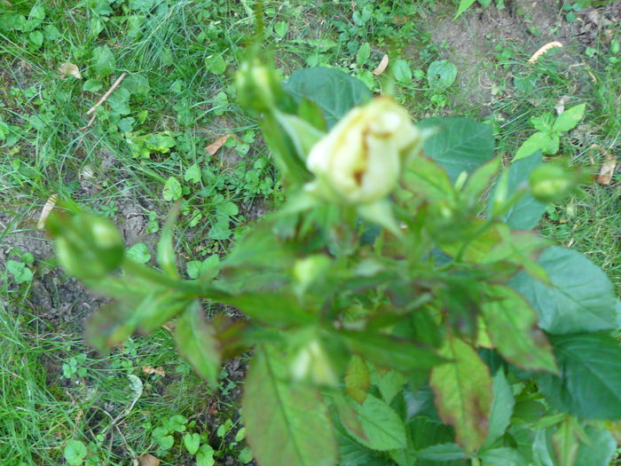 P1040103