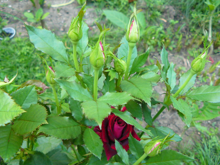 P1040114