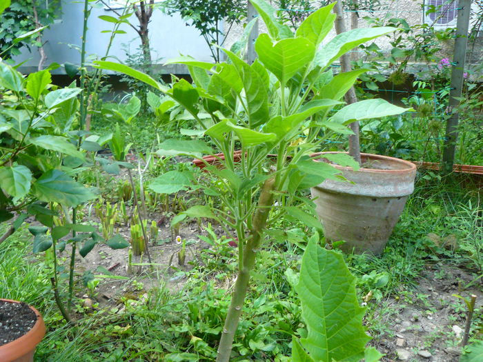 P1040118