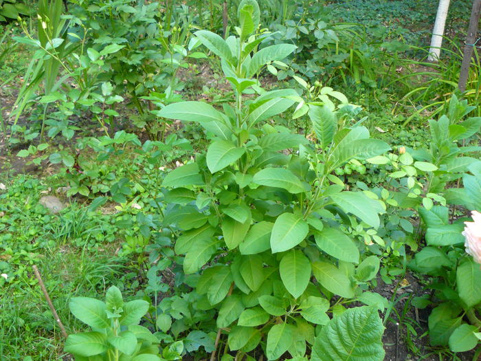 P1040119