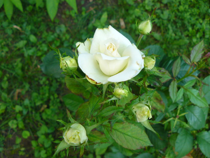 P1040123
