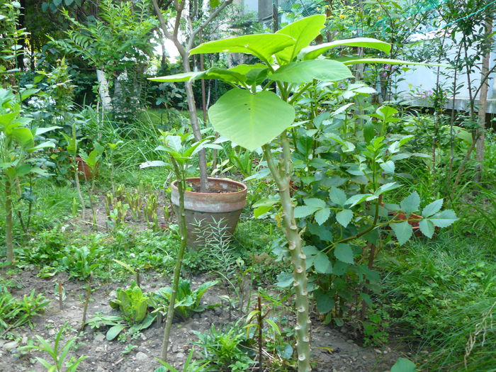 P1040124 - Clematite si alte plante din gradina 2015