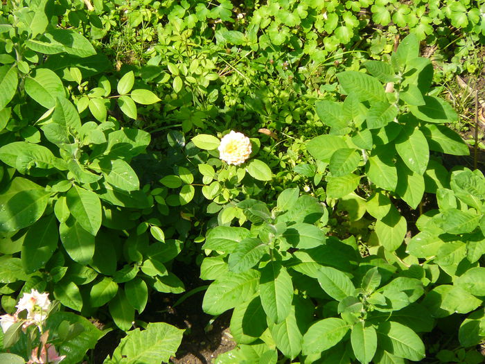 P1040125