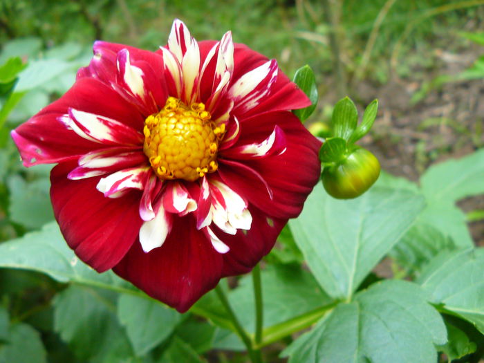 P1040130