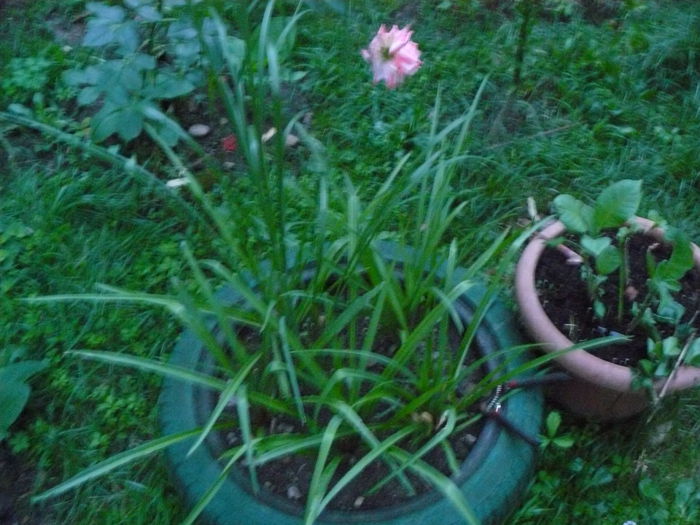 P1040134 - Clematite si alte plante din gradina 2015