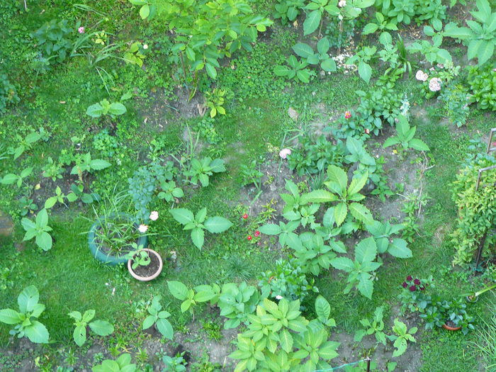 P1040140 - Clematite si alte plante din gradina 2015