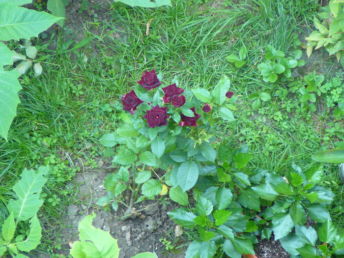 P1040141 - Clematite si alte plante din gradina 2015