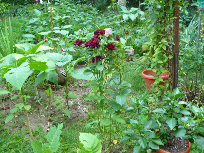 P1040149 - Clematite si alte plante din gradina 2015