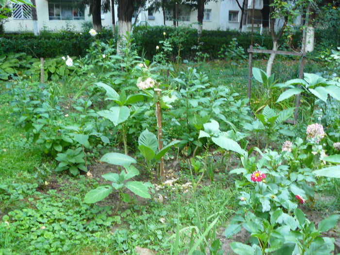 P1040151 - Clematite si alte plante din gradina 2015